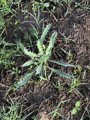 Eryngium coronatum