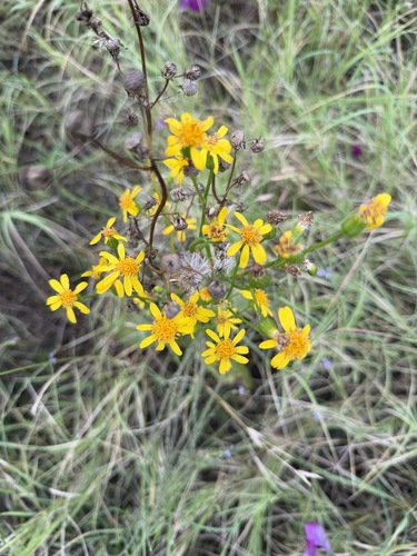 Senecio ampullaceus observed 2026-06-06