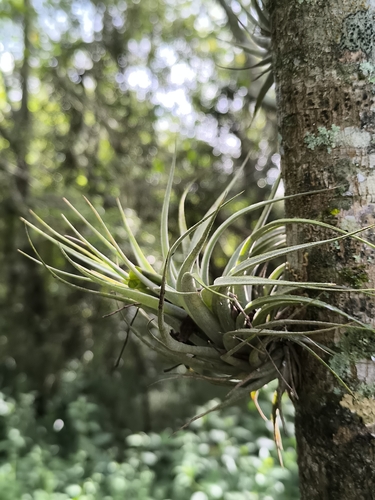 Tillandsia recurvifolia, photograph 5