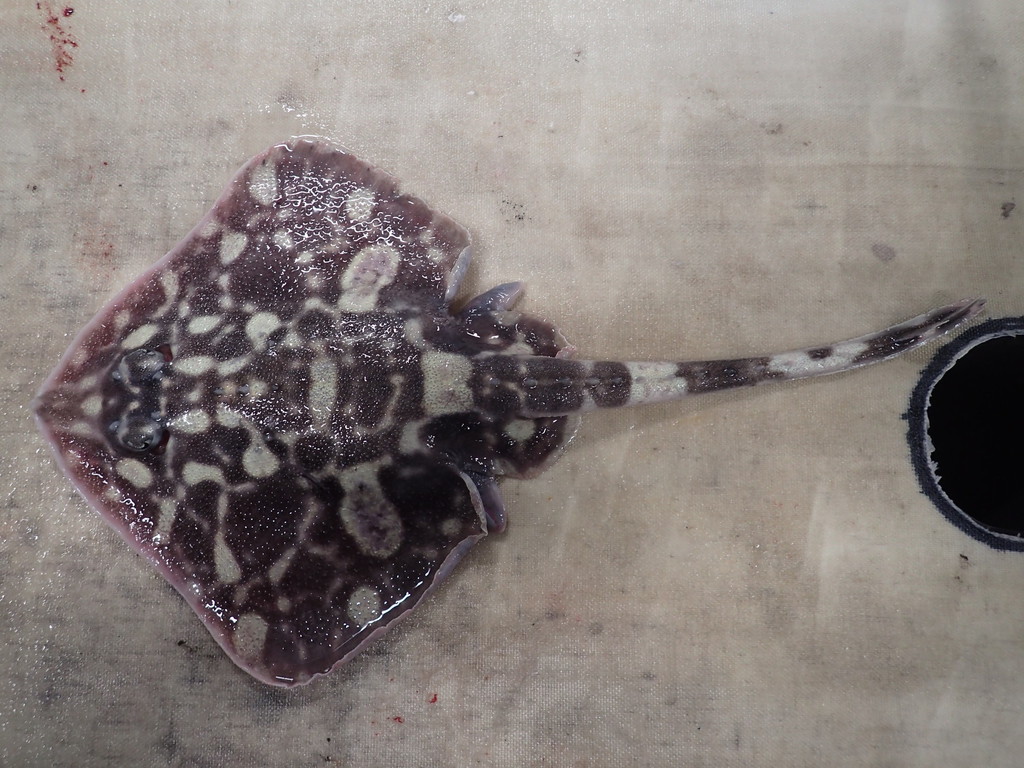 Murray's skate (Bathyraja murrayi) — Arhynchobatidae
