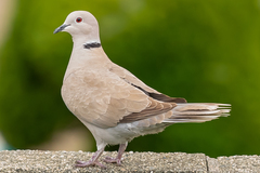 Streptopelia decaocto