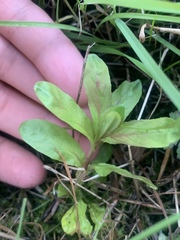 Magnoliopsida