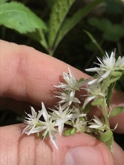 Sedum ternatum