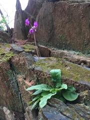 Primula fassettii