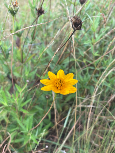 Texas creeping-oxeye