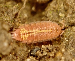 Androniscus dentiger