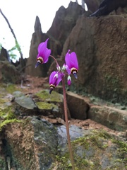 Primula fassettii