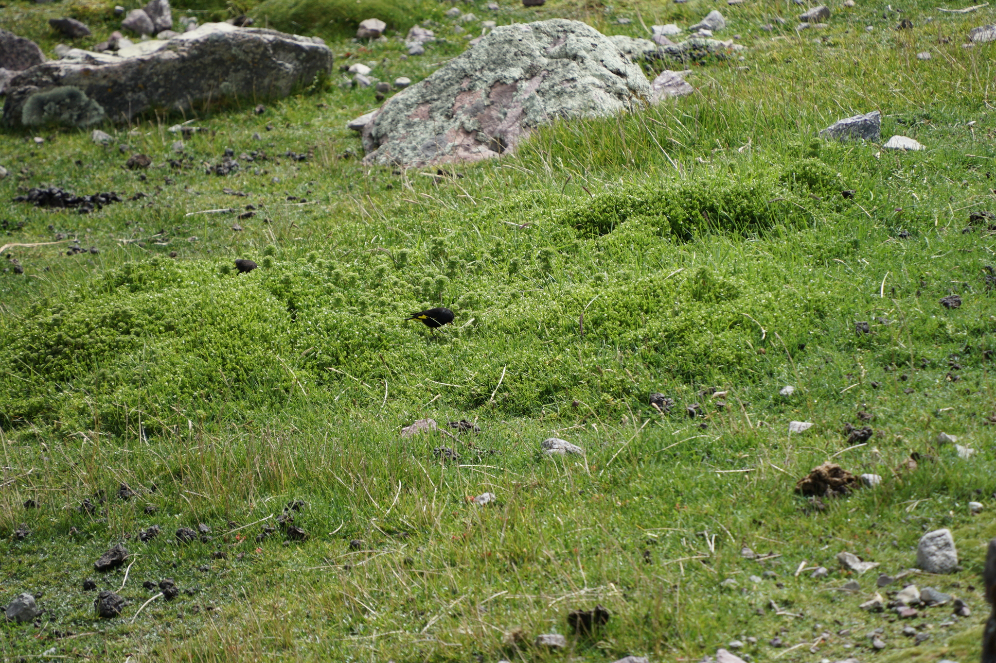 Black Siskin (Spinus atratus), photo 3