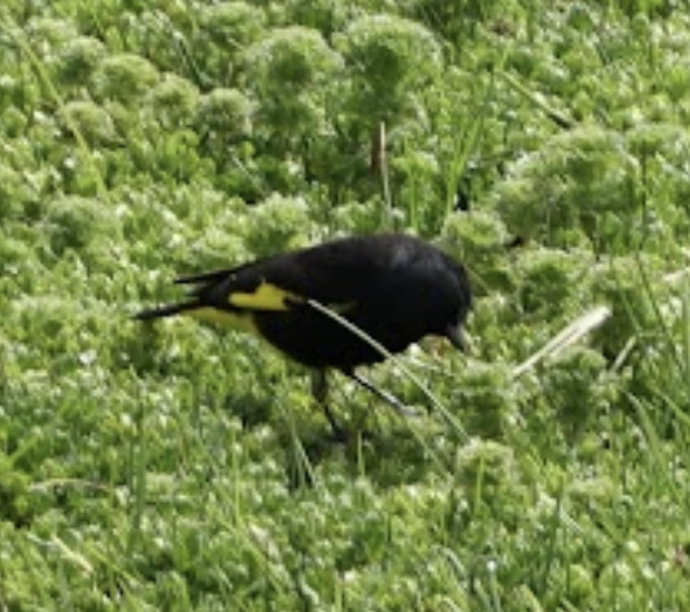 Black Siskin (Spinus atratus), photo 2