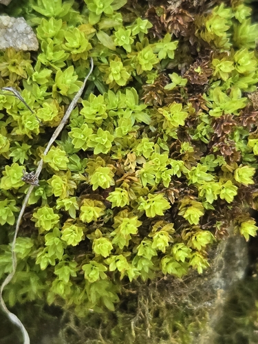 Encalypta procera observed 2026-06-15