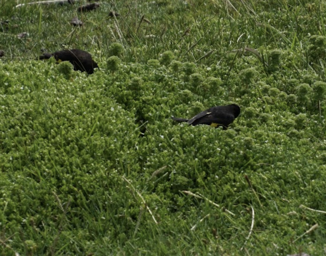 Black Siskin (Spinus atratus), photo 4