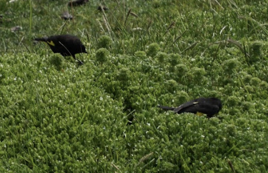 Black Siskin (Spinus atratus), photo 5
