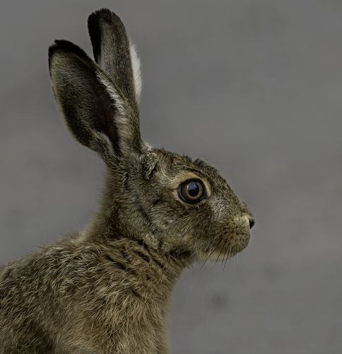 Brown Hare