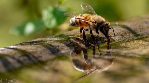 Western honey bee