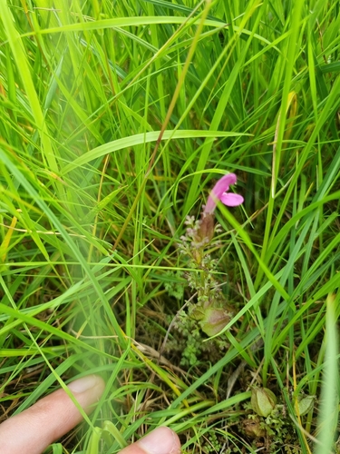 Common Lousewort