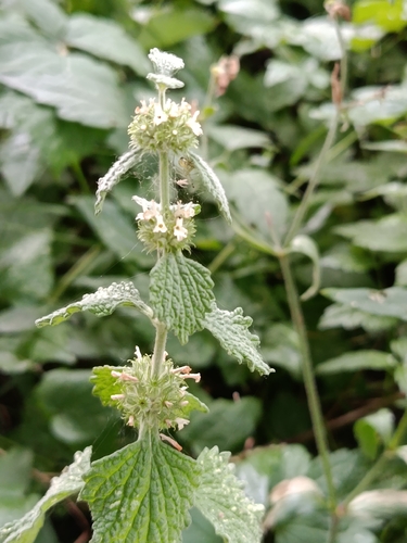 White Horehound