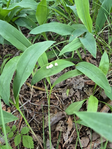 European lily of the valley
