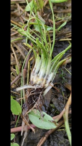 Isoetes histrix, 2026-06-14