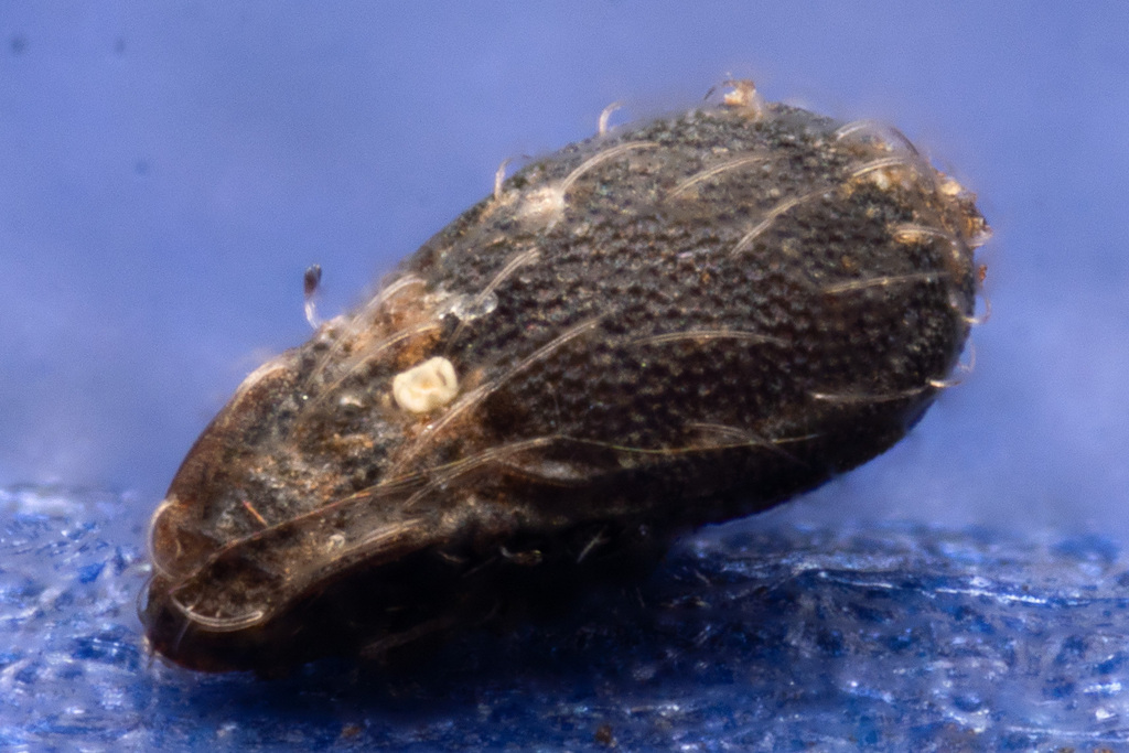 Odontocepheus