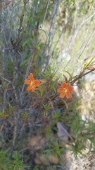 Diplacus × australis
