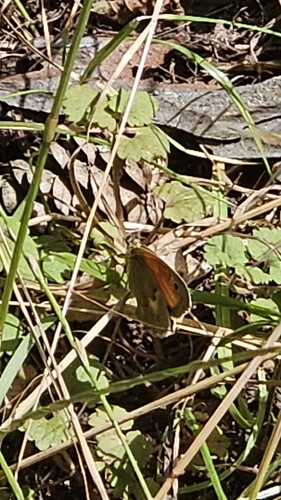Small Heath