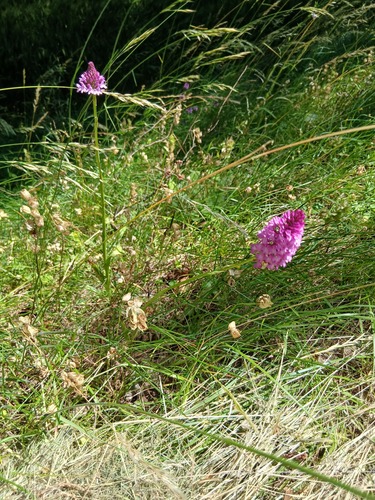 pyramidal orchid