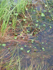 Hydrocotyle vulgaris