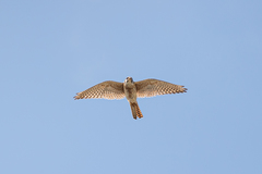 Falco sparverius