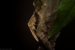 Addaea subtessellata