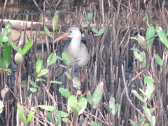 Rallus longirostris berryorum