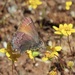 Muir's Hairstreak - Photo (c) icosahedron, some rights reserved (CC BY), uploaded by icosahedron