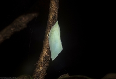 Colgaroides acuminata