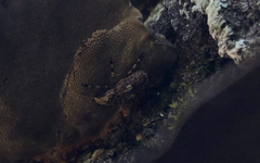 Euparius marmoreus image