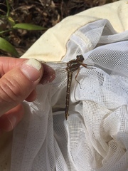 Phanogomphus lividus