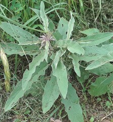 Solanum elaeagnifolium
