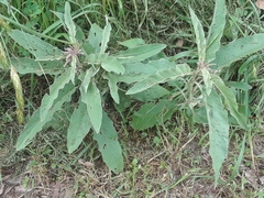 Solanum elaeagnifolium