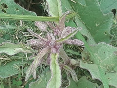 Solanum elaeagnifolium