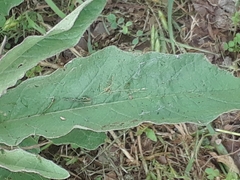 Solanum elaeagnifolium