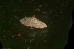 Addaea subtessellata