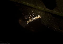 Cyphosticha panconita