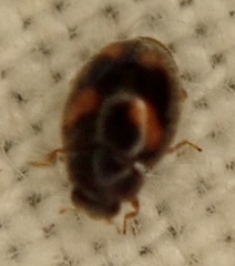 Nephus quadrimaculatus