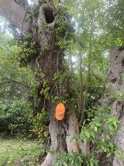 Image of Ficus racemosa