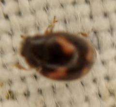 Nephus quadrimaculatus