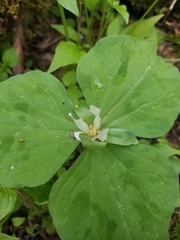Trillium albidum parviflorum