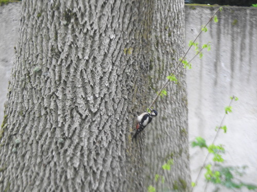 Great Spotted Woodpecker