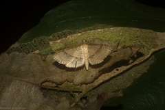 Addaea subtessellata