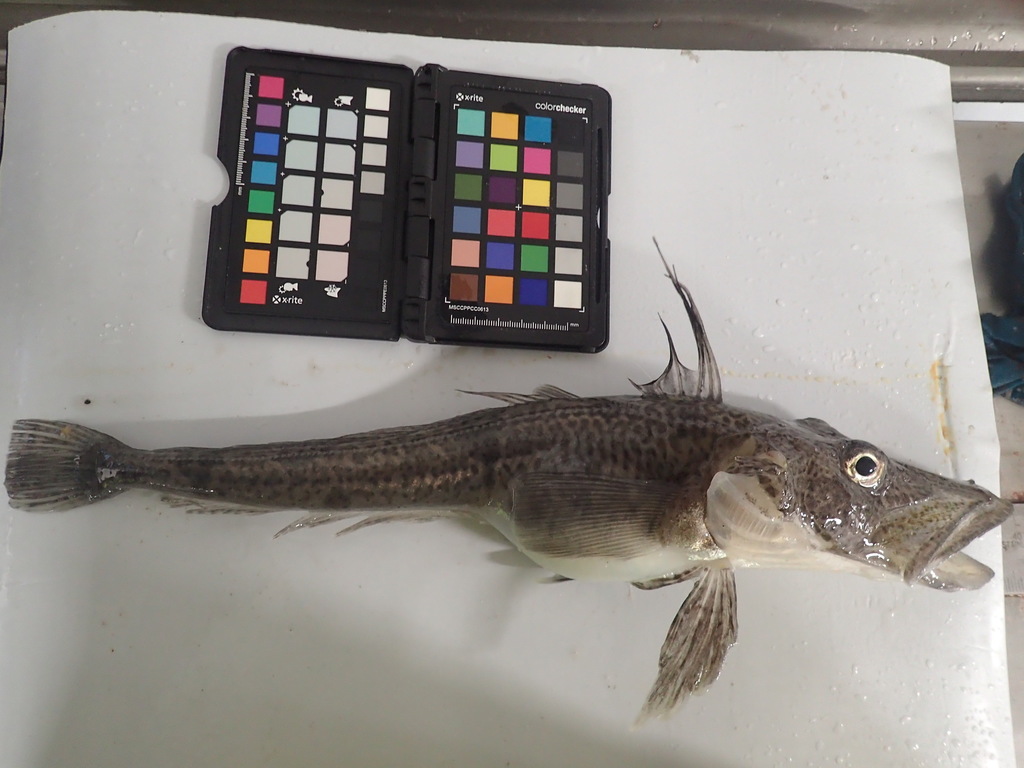 Unicorn Icefish