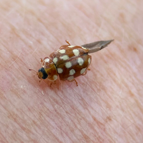Vierzehntropfiger Marienkäfer