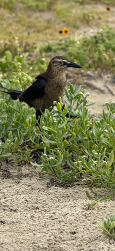 Great-tailed Grackle