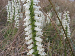 Spiranthes bightensis